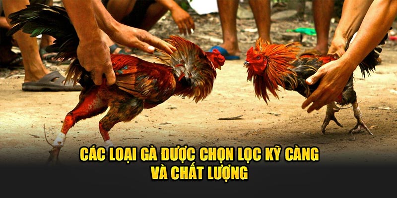 Đá gà 98WIN và các yếu tố ảnh hưởng đến kết quả