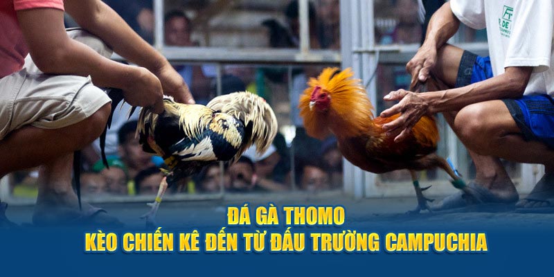 Đá Gà Thomo: Khám Phá Về Sức Hút Bộ Môn Này Đem Lại Tại 98win